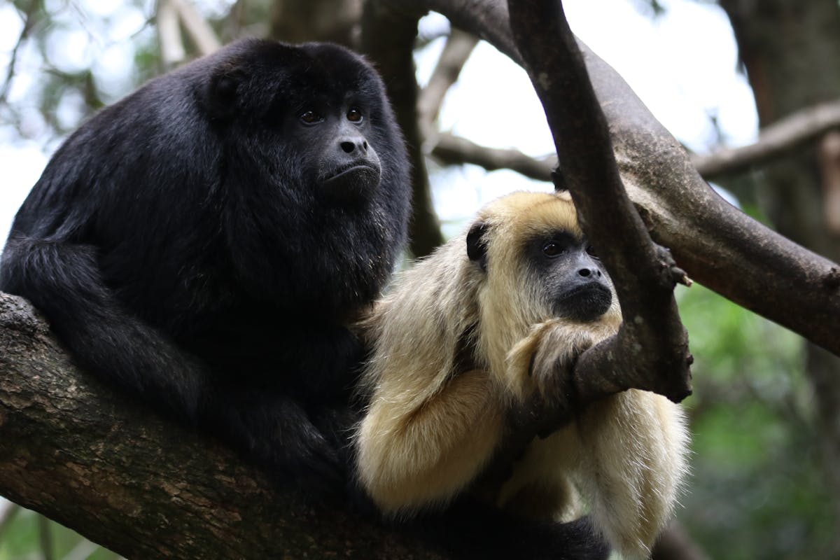 Two howler monkeys resting on a branch in the jungle canopy