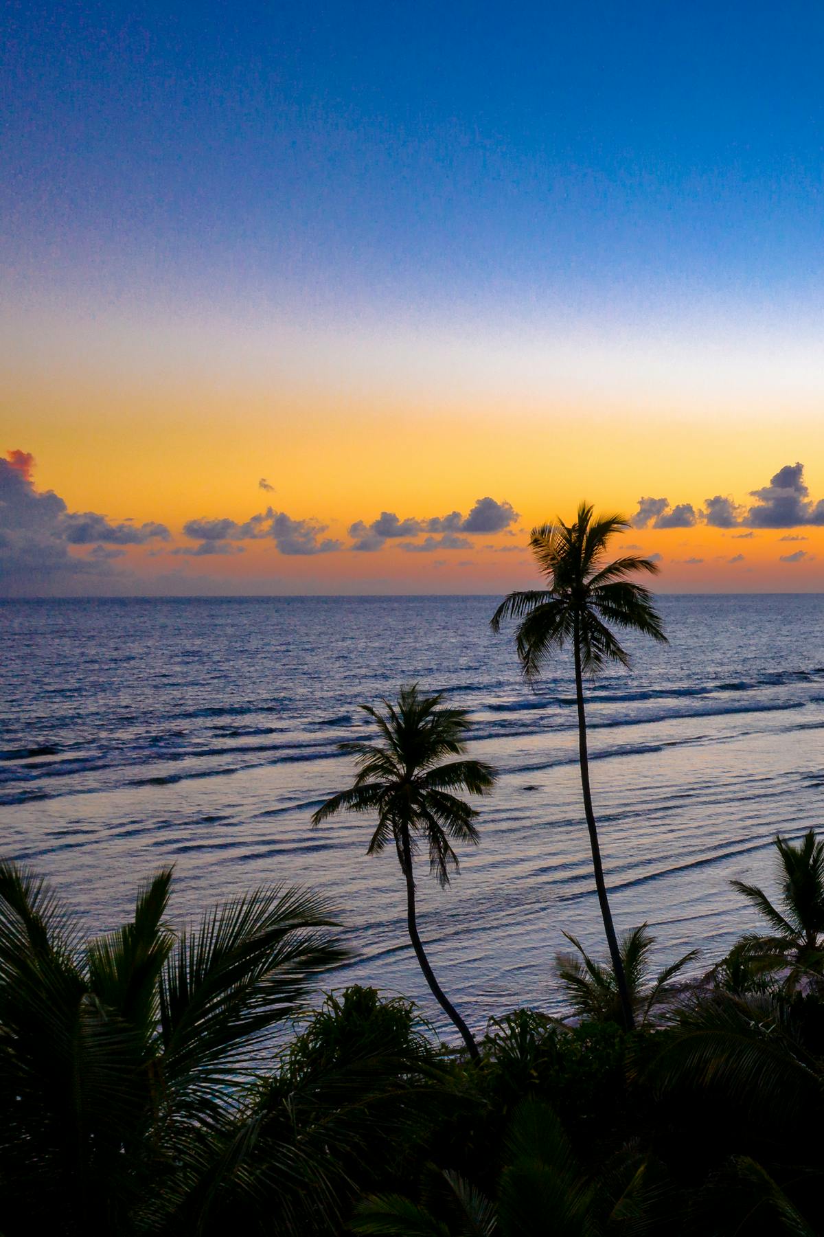 Palm trees silhouetted against an ocean sunset in Nosara