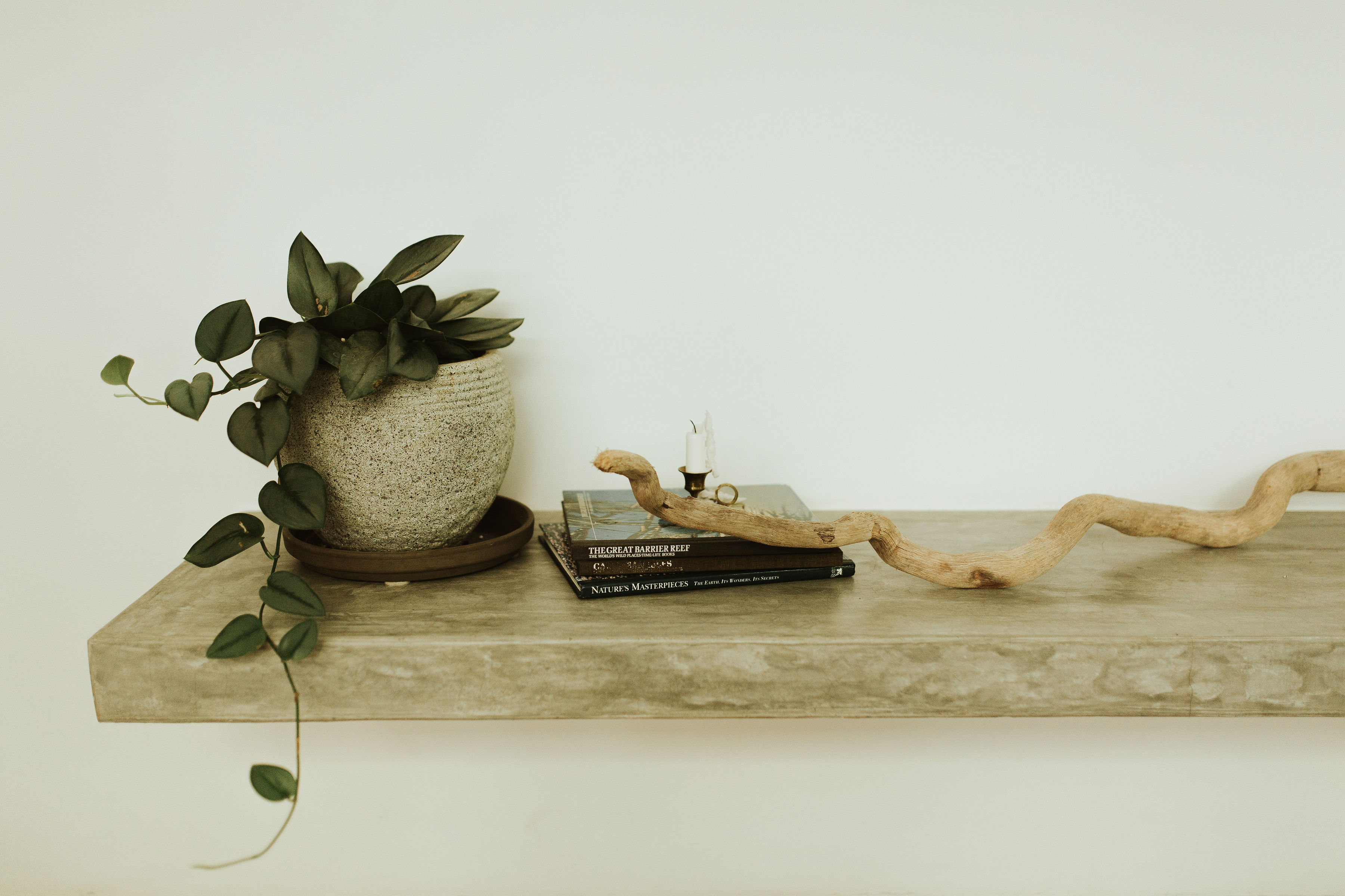 Shelf detail with books, plants and driftwood